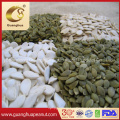 Export Standard Shine Skin Pumpkin Seeds